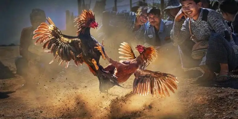 Đá gà Mỹ
