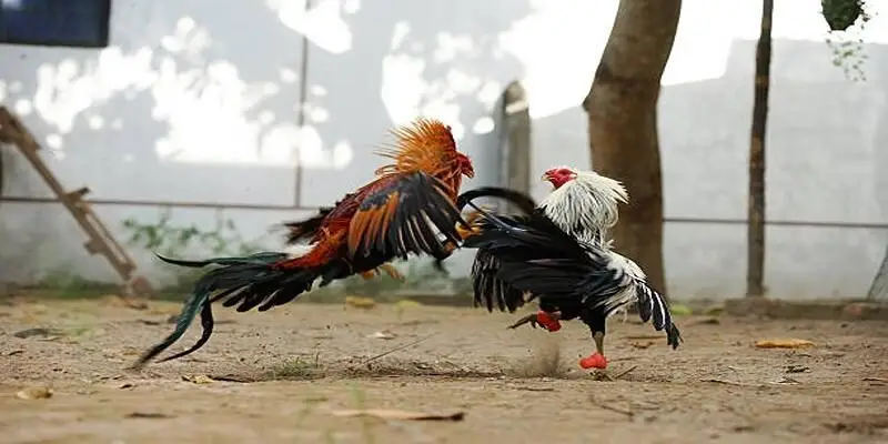 Odin Gamecock